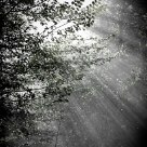 rayons